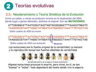 2 Teorías evolutivas
2.5.- Neodarwinismo o Teoría Sintética de la Evolución
Como ya sabes, a veces se producen errores en la duplicación del ADN,
dando lugar a genes alterados, distintos al original. Son las MUTACIONES.
ATTCGCGGCATTAATCCGATACCTAGTACCGCGGATTTAAACATGGATC
TAAGCGCCGTAATTAGGCTATGGATCATGGCGCCTAAATTTGTACCTAG
ATTCGCGGCATTAATCCGATACCTAGGACCGCGGATTTAAACATGGATC
TAAGCGCCGTAATTAGGCTATGGATCCTGGCGCCTAAATTTGTACCTAG
Doble cadena de ADN sin mutar
Doble cadena de ADN con mutación Mutación
Variabilidad dentro de la especie Eriopis eschscholtzi
Las mutaciones son la fuente original de la variabilidad. La meiosis
y la reproducción sexual son fuentes añadidas de variabilidad.
Algunas mutaciones provocan la muerte, pero otras, en sí, no son
“buenas” ni “malas”: todo dependerá del medio donde vive la especie.
 