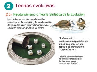 2 Teorías evolutivas
2.5.- Neodarwinismo o Teoría Sintética de la Evolución
Las mutaciones, la recombinación
genética en la meiosis, y la combinación
de gametos en la reproducción sexual
ocurren aleatoriamente (al azar)
El número de
combinaciones posibles de
alelos de genes en una
especie es elevadísimo
(“casi infinito”).
¿Sabrías calcular el número
de combinaciones posibles
de figuras de dados
tirando cinco de ellos?.
 