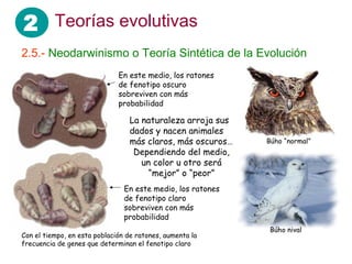 2 Teorías evolutivas
2.5.- Neodarwinismo o Teoría Sintética de la Evolución
La naturaleza arroja sus
dados y nacen animales
más claros, más oscuros…
Dependiendo del medio,
un color u otro será
“mejor” o “peor”
En este medio, los ratones
de fenotipo oscuro
sobreviven con más
probabilidad
En este medio, los ratones
de fenotipo claro
sobreviven con más
probabilidad
Búho nival
Búho “normal”
Con el tiempo, en esta población de ratones, aumenta la
frecuencia de genes que determinan el fenotipo claro
 