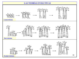 11
LAS TEORÍAS EVOLUTIVAS
Lamarckismo
Darwinismo
Neodarwinismo
 
