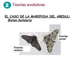 EL CASO DE LA MARIPOSA DEL ABEDUL:
Biston betularia
Fenotipo
melánico
Fenotipo
normal
2 Teorías evolutivas
 