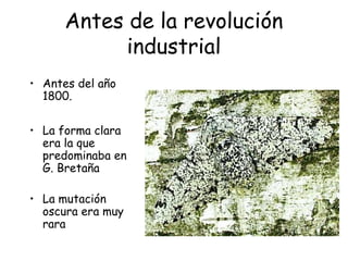 Antes de la revolución
industrial
• Antes del año
1800.
• La forma clara
era la que
predominaba en
G. Bretaña
• La mutación
oscura era muy
rara
 