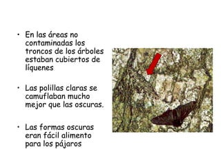 • En las áreas no
contaminadas los
troncos de los árboles
estaban cubiertos de
líquenes
• Las polillas claras se
camuflaban mucho
mejor que las oscuras.
• Las formas oscuras
eran fácil alimento
para los pájaros
 