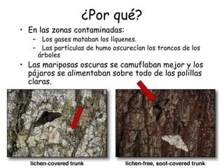 ¿Por qué?
• En las zonas contaminadas:
– Los gases mataban los líquenes.
– Las partículas de humo oscurecían los troncos de los
árboles
• Las mariposas oscuras se camuflaban mejor y los
pájaros se alimentaban sobre todo de las polillas
claras.
 