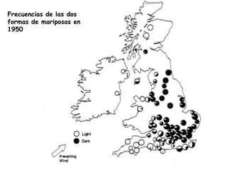 Frecuencias de las dos
formas de mariposas en
1950
 