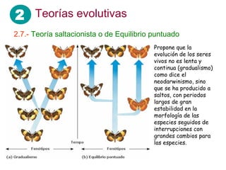 2 Teorías evolutivas
2.7.- Teoría saltacionista o de Equilibrio puntuado
Propone que la
evolución de los seres
vivos no es lenta y
continua (gradualismo)
como dice el
neodarwinismo, sino
que se ha producido a
saltos, con periodos
largos de gran
estabilidad en la
morfología de las
especies seguidos de
interrupciones con
grandes cambios para
las especies.
 
