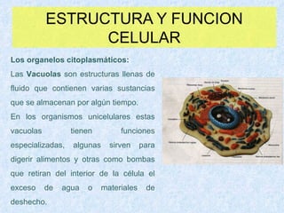 ESTRUCTURA Y FUNCION CELULAR Los organelos citoplasmáticos: Las  Vacuolas  son estructuras llenas de fluido que contienen varias sustancias que se almacenan por algún tiempo. En los organismos unicelulares estas vacuolas tienen funciones especializadas, algunas sirven para digerir alimentos y otras como bombas que retiran del interior de la célula el exceso de agua o materiales de deshecho. 