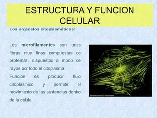 ESTRUCTURA Y FUNCION CELULAR Los organelos citoplasmáticos : Los  microfilamentos  son unas fibras muy finas compuestas de proteínas, dispuestos a modo de rayos por todo el citoplasma. Función es producir flujo citoplásmico y permitir el movimiento de las sustancias dentro de la célula 