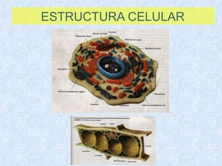 ESTRUCTURA CELULAR 