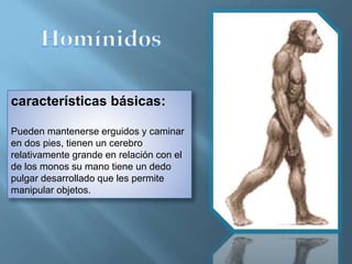 características básicas:
Pueden mantenerse erguidos y caminar
en dos pies, tienen un cerebro
relativamente grande en relación con el
de los monos su mano tiene un dedo
pulgar desarrollado que les permite
manipular objetos.
 