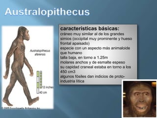 características básicas:
cráneo muy similar al de los grandes
simios (occipital muy prominente y hueso
frontal apaisado)
especie con un aspecto más animaloide
que humano
talla baja, en torno a 1.25m
molares anchos y de esmalte espeso
su capidad craneal estaba en torno a los
450 cm3
algunos fósiles dan indicios de proto-
industria lítica
 