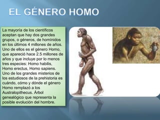 La mayoría de los científicos
aceptan que hay dos grandes
grupos, o géneros, de homínidos
en los últimos 4 millones de años.
Uno de ellos es el género Homo,
que apareció hace 2.5 millones de
años y que incluye por lo menos
tres especies: Homo habilis,
Homo erectus, Homo sapiens.
Uno de los grandes misterios de
los estudiosos de la prehistoria es
cuándo, cómo y dónde el género
Homo remplazó a los
Australopithecus. Árbol
genealógico que representa la
posible evolución del hombre.
 