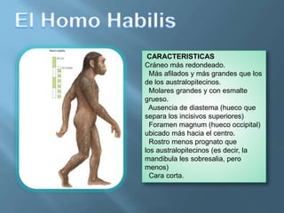 CARACTERISTICAS
Cráneo más redondeado.
Más afilados y más grandes que los
de los australopitecinos.
Molares grandes y con esmalte
grueso.
Ausencia de diastema (hueco que
separa los incisivos superiores)
Foramen magnum (hueco occipital)
ubicado más hacia el centro.
Rostro menos prognato que
los australopitecinos (es decir, la
mandibula les sobresalia, pero
menos)
Cara corta.
 