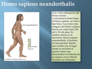 Homo sapiens neanderthalis
Una o más subespecies del
Homo erectus
evolucionaron hasta llegar
al Homo sapiens, un nuevo
tipo físico. Los restos más
antiguos del Homo sapiens
tienen una edad entre 250
mil y 50 mil años. En
sentido estricto se le
denomina Homo sapiens
neanderthalis: el hombre
de Neanderthal. Recibe
este nombre por el lugar
dónde se encontró el
primer cráneo que
demostraba la existencia de
su especie, en el valle de
Neander, en Alemania.
 