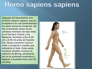 Después del Neanderthal vino
el Homo sapiens sapiens, que es
la especie a la cual pertenecemos
los seres humanos modernos. Se
han encontrado restos de los
primeros miembros de esta rama
en el Cercano Oriente y los
Balcanes, fechados entre el 50
mil y el 40 mil antes de Nuestra
Era. Quizá avanzaron hacia el
norte y occidente a medida que
retrocedía el hielo. Estos seres
humanos también cruzaron el
estrecho de Bering, penetrando
así en el continente americano y
llegaron a Australia hace unos 25
mil años.
 