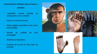 Primates Humanos Evolucion humana | PPTX