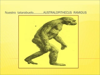 Nuestro  tatarabuelo…………AUSTRALOPITHECUS  RAMIDUS 