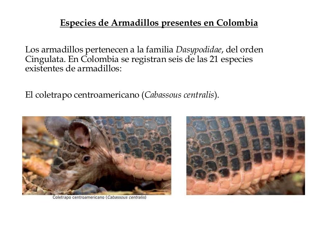 armadillo gigante y su evolucion