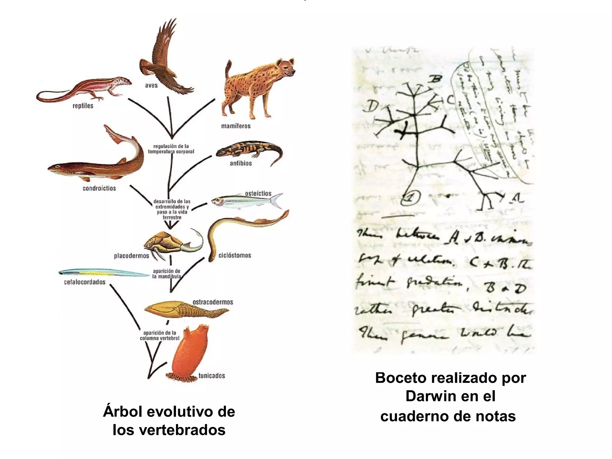 Boceto realizado por
Darwin en el
cuaderno de notasÁrbol evolutivo de
los vertebrados
 