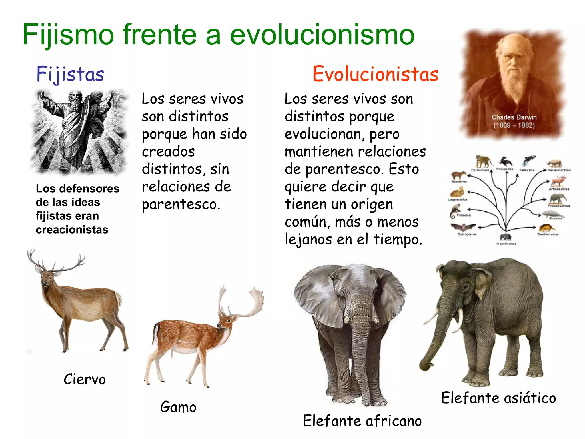 Fijismo frente a evolucionismo
Fijistas Evolucionistas
Los seres vivos
son distintos
porque han sido
creados
distintos, sin
relaciones de
parentesco.
Los seres vivos son
distintos porque
evolucionan, pero
mantienen relaciones
de parentesco. Esto
quiere decir que
tienen un origen
común, más o menos
lejanos en el tiempo.
Ciervo
Gamo
Elefante africano
Elefante asiático
Los defensores
de las ideas
fijistas eran
creacionistas
 
