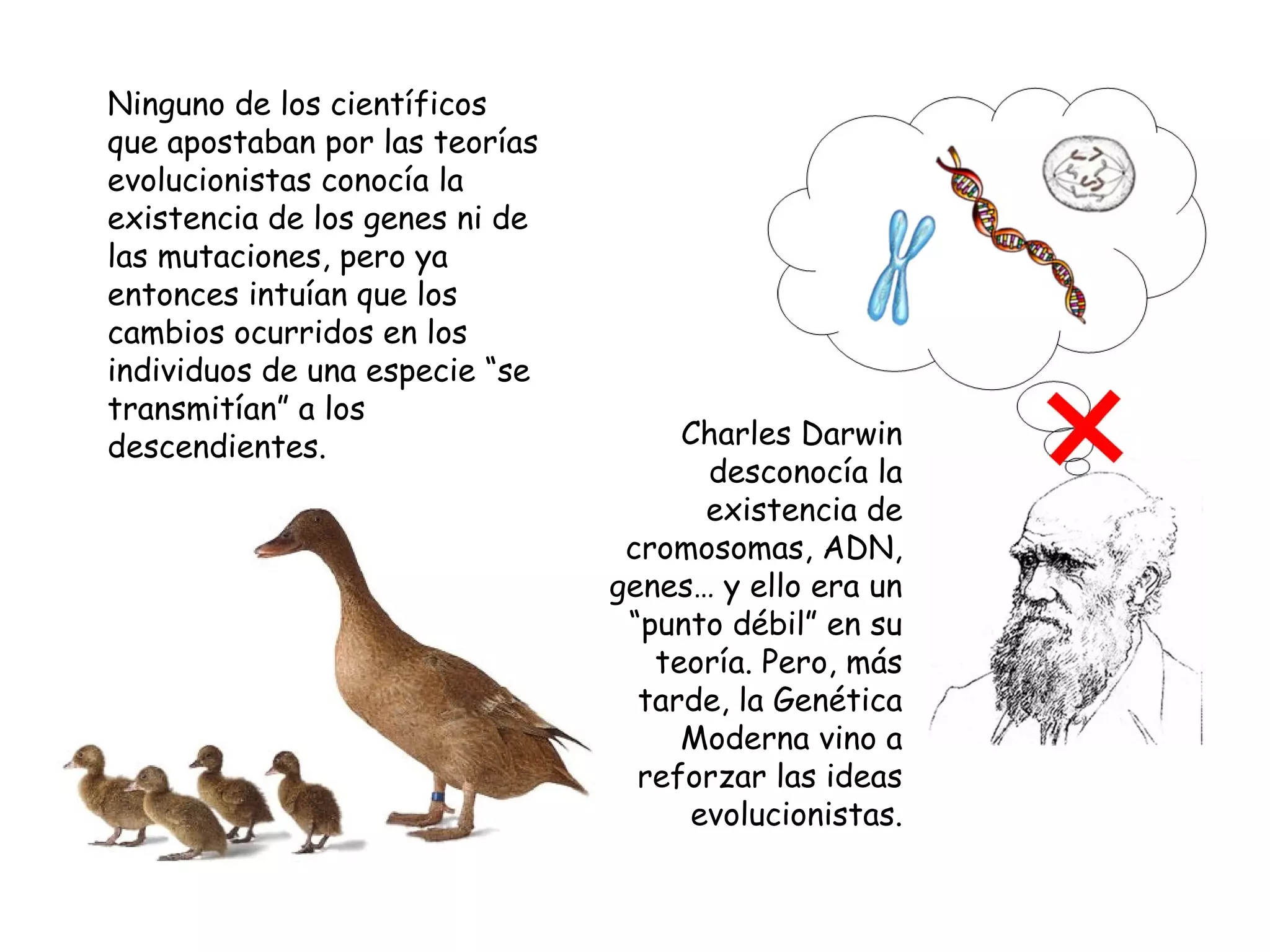 Ninguno de los científicos
que apostaban por las teorías
evolucionistas conocía la
existencia de los genes ni de
las mutaciones, pero ya
entonces intuían que los
cambios ocurridos en los
individuos de una especie “se
transmitían” a los
descendientes. Charles Darwin
desconocía la
existencia de
cromosomas, ADN,
genes… y ello era un
“punto débil” en su
teoría. Pero, más
tarde, la Genética
Moderna vino a
reforzar las ideas
evolucionistas.
 