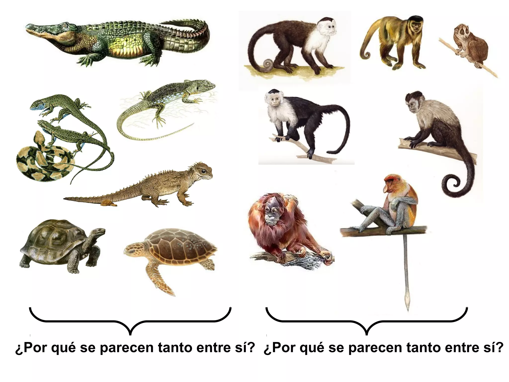 ¿Por qué se parecen tanto entre sí? ¿Por qué se parecen tanto entre sí?
 