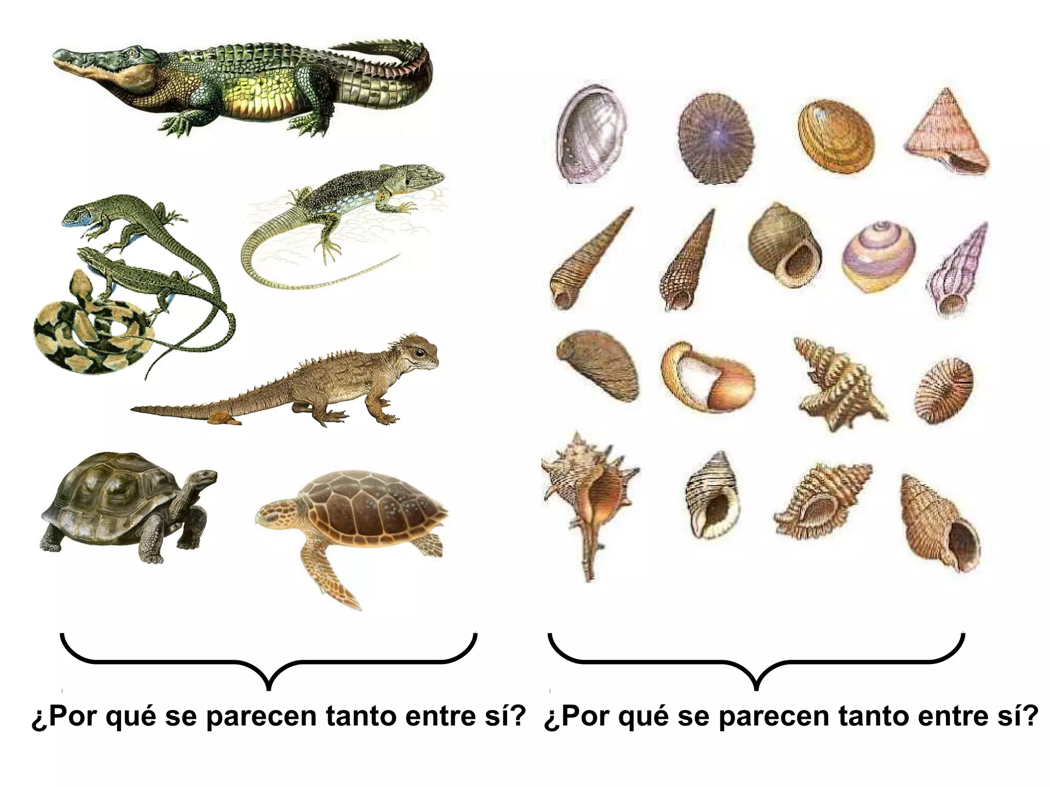 ¿Por qué se parecen tanto entre sí? ¿Por qué se parecen tanto entre sí?
 