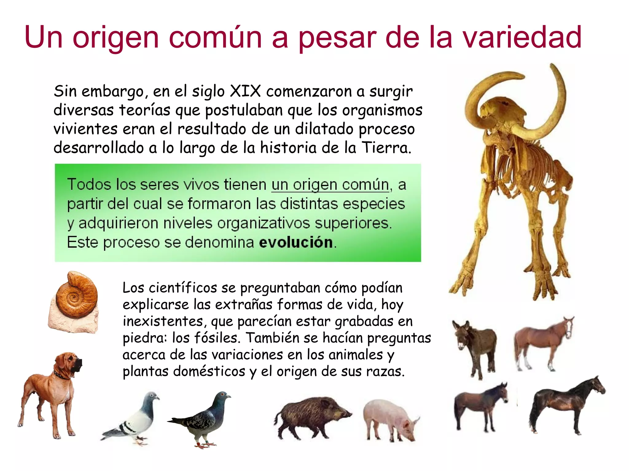 Sin embargo, en el siglo XIX comenzaron a surgir
diversas teorías que postulaban que los organismos
vivientes eran el resultado de un dilatado proceso
desarrollado a lo largo de la historia de la Tierra.
Los científicos se preguntaban cómo podían
explicarse las extrañas formas de vida, hoy
inexistentes, que parecían estar grabadas en
piedra: los fósiles. También se hacían preguntas
acerca de las variaciones en los animales y
plantas domésticos y el origen de sus razas.
Un origen común a pesar de la variedad
 