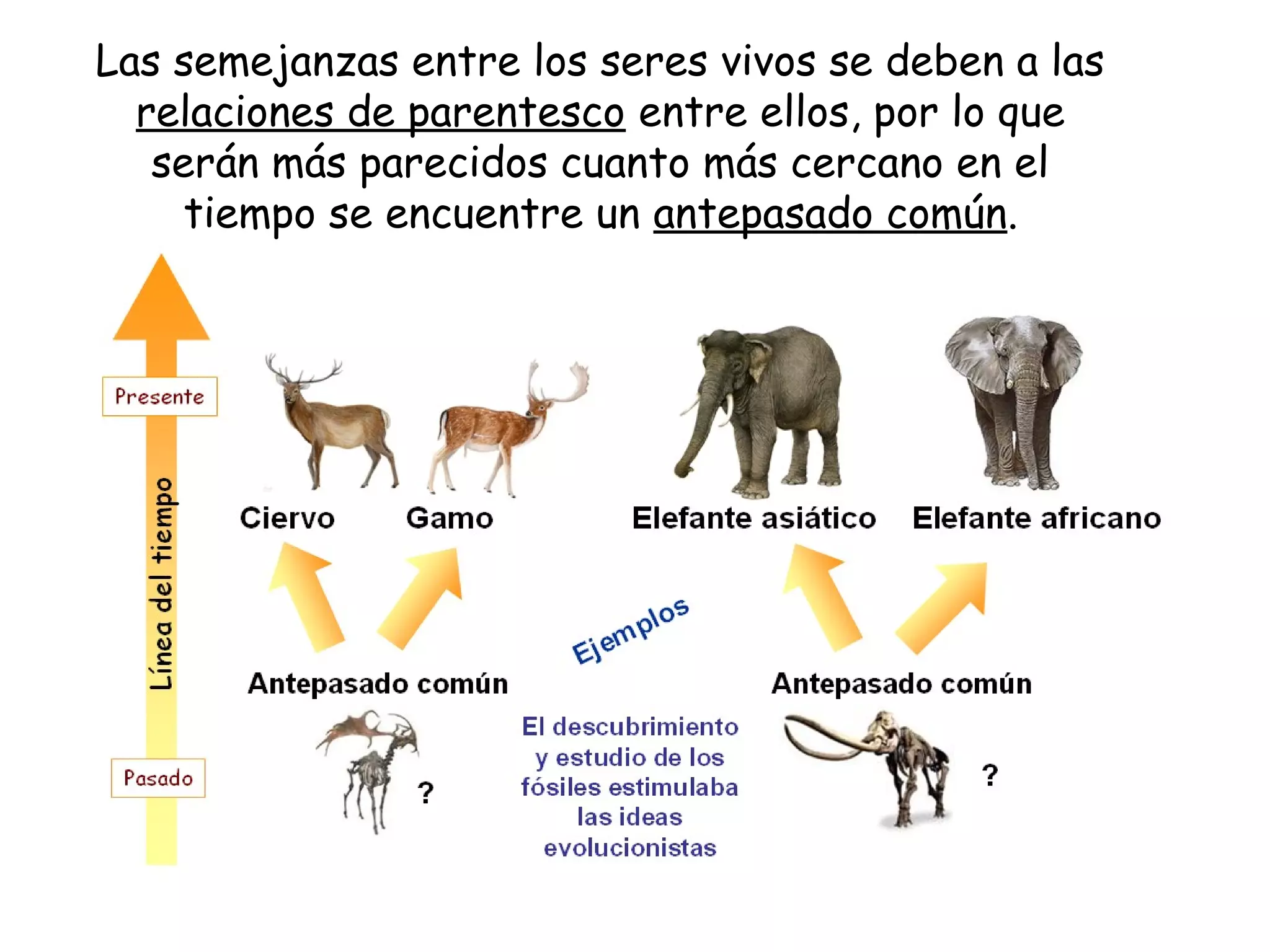 Las semejanzas entre los seres vivos se deben a las
relaciones de parentesco entre ellos, por lo que
serán más parecidos cuanto más cercano en el
tiempo se encuentre un antepasado común.
 