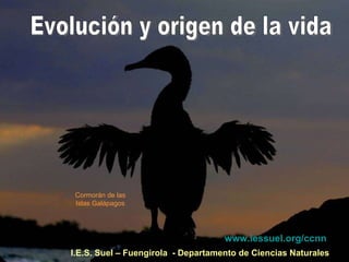I.E.S. Suel – Fuengirola  - Departamento de Ciencias Naturales Evolución y origen de la vida Cormorán de las Islas Galápagos www.iessuel.org / ccnn 
