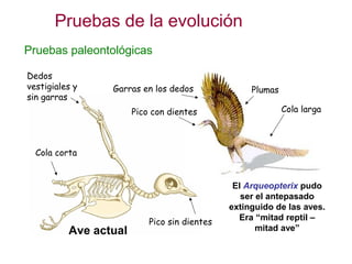 Pruebas de la evolución
Pruebas paleontológicas
El Arqueopterix pudo
ser el antepasado
extinguido de las aves.
Era “mitad reptil –
mitad ave”
Pico sin dientes
Ave actual
Pico con dientes Cola larga
Cola corta
Garras en los dedos
Dedos
vestigiales y
sin garras
Plumas
 