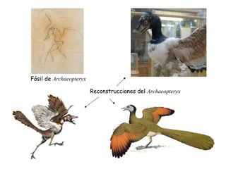 Fósil de Archaeopteryx
Reconstrucciones del Archaeopteryx
 