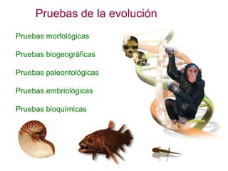 Pruebas de la evolución Pruebas morfológicas Pruebas biogeográficas Pruebas paleontológicas Pruebas embriológicas Pruebas ...