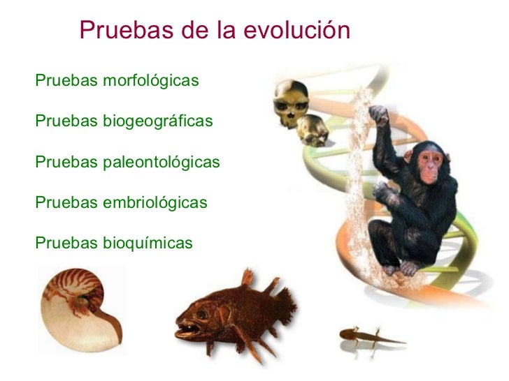 Resultado de imagen de evoluciÃ³n pruebas