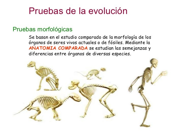 Evolución 2. Pruebas evolutivas