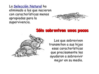 Sólo sobreviven unos pocosSólo sobreviven unos pocos
La Selección Natural ha
eliminado a los que nacieron
con características menos
apropiadas para la
supervivencia.
Los que sobreviven
transmiten a sus hijos
esas características
que precisamente les
ayudaron a sobrevivir
mejor en su medio.
 