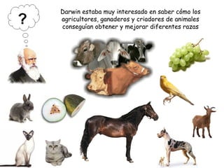 Darwin estaba muy interesado en saber cómo los
agricultores, ganaderos y criadores de animales
conseguían obtener y mejorar diferentes razas
 