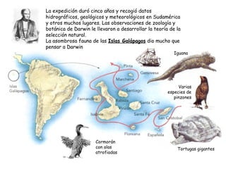 La expedición duró cinco años y recogió datos
hidrográficos, geológicos y meteorológicos en Sudamérica
y otros muchos lugares. Las observaciones de zoología y
botánica de Darwin le llevaron a desarrollar la teoría de la
selección natural.
La asombrosa fauna de las Islas Galápagos dio mucho que
pensar a Darwin
Cormorán
con alas
atrofiadas
Iguana
Tortugas gigantes
Varias
especies de
pinzones
 