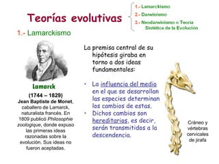 Teorías evolutivas 1.-   Lamarckismo (1744 – 1829) Jean Baptiste de Monet , caballero de Lamarck, naturalista francés. En ...