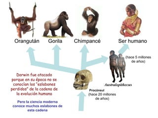 Orangután  Gorila  Chimpancé  Ser humano ? ? Darwin fue atacado porque en su época no se conocían los “eslabones perdidos”...