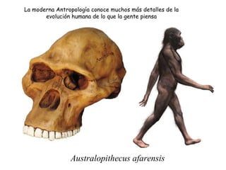 Australopithecus afarensis La moderna Antropología conoce muchos más detalles de la evolución humana de lo que la gente pi...