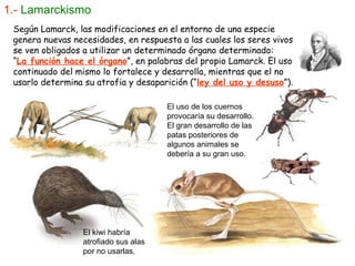 1.-   Lamarckismo El uso de los cuernos provocaría su desarrollo. El gran desarrollo de las patas posteriores de algunos a...