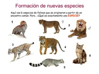 Formación de nuevas especies Aquí ves 6 especies de felinos que se originaron a partir de un ancestro común. Pero… ¿Qué es exactamente una  ESPECIE ? 1 2 3 4 5 6 