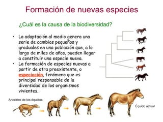 Formación de nuevas especies ¿Cuál es la causa de la biodiversidad? <ul><li>La adaptación al medio genera una serie de cam...