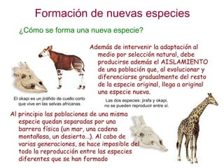 Formación de nuevas especies ¿Cómo se forma una nueva especie? El okapi es un jiráfido de cuello corto que vive en las sel...
