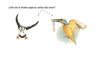 ¿Son de la misma especie estas dos aves?: 