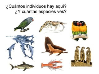¿Cuántos individuos hay aquí? ¿Y cuántas especies ves? 