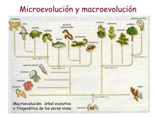 Macroevolución:  árbol evolutivo o filogenético de los seres vivos. Microevolución y macroevolución 