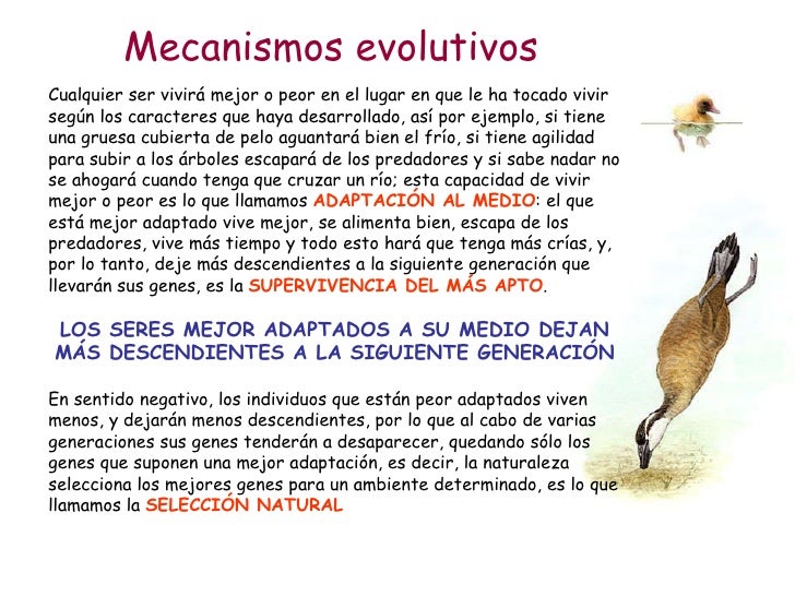 Evolución 5.- Mecanismos evolutivos