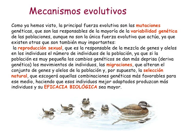 Evolución 5. Mecanismos evolutivos